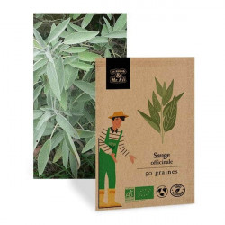Sauge officinale